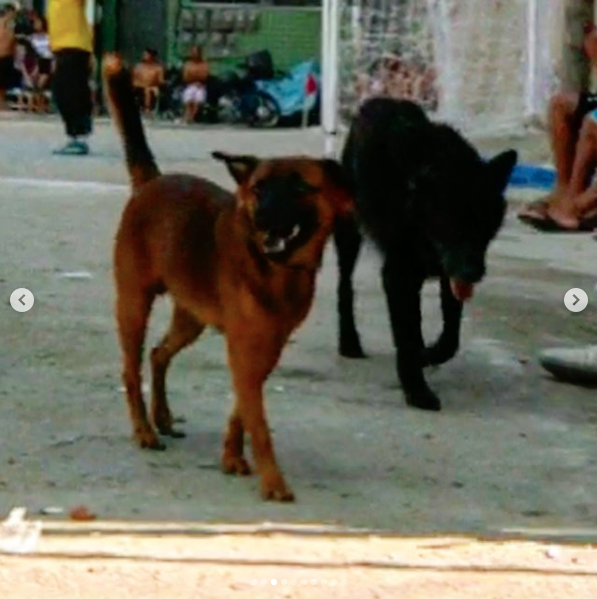 Screen Shot 2019-01-07 at 12.27.28 PM